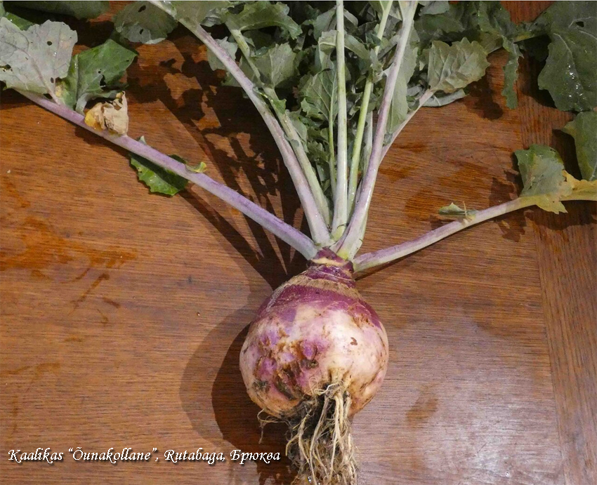 Estonian Rutabaga, Kaalikas Õunakollane, Swede, Брюква эстонской селекции из Йыгева